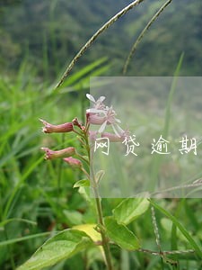 网贷逾期律师函纸版 网贷逾期律师函纸版
