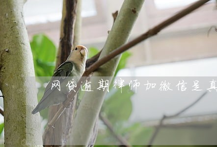 网贷逾期律师加微信是真的假的 网贷逾期律师加微信是真的假的