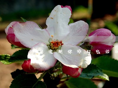 网贷逾期律师打电话加我微信 网贷逾期律师打电话加我微信