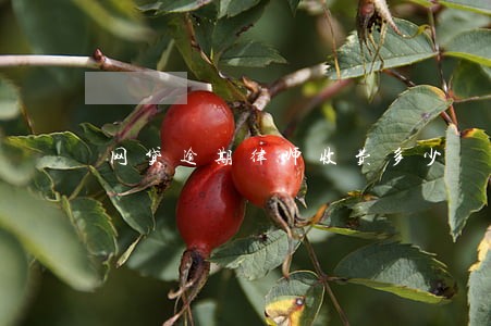 网贷逾期律师收费多少