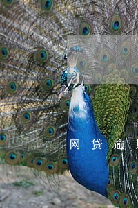 网贷逾期律师有权利上门取证吗 网贷逾期律师有权利上门取证吗