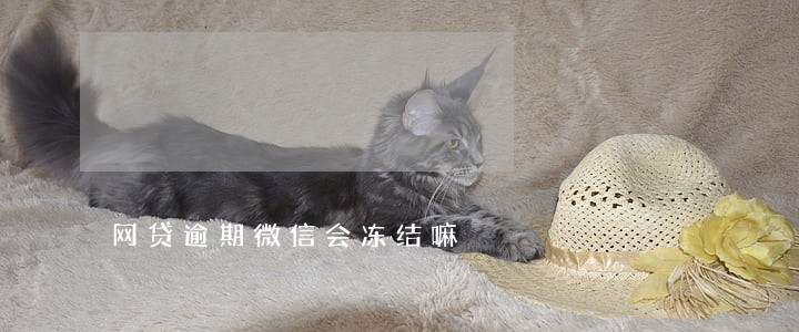 网贷逾期微信会冻结嘛 网贷逾期微信会冻结嘛