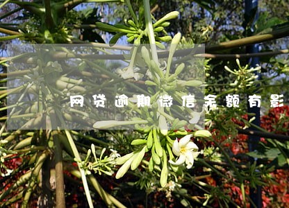 网贷逾期微信余额有影响吗 网贷逾期微信余额有影响吗