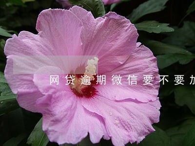 网贷逾期微信要不要加