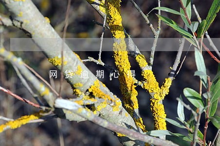 网贷逾期心得
