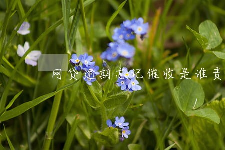 网贷逾期忘记催收是谁责任 网贷逾期忘记催收是谁责任