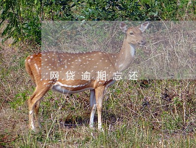 网贷逾期忘还 网贷逾期忘还