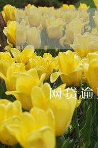 网贷逾期快三年了 网贷逾期快三年了
