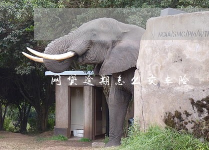 网贷逾期怎么交车险 网贷逾期怎么交车险
