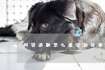 网贷逾期怎么会交到政审科 网贷逾期怎么会交到政审科