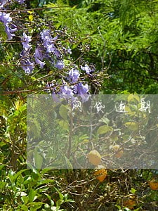 网贷逾期怎么会影响花呗 网贷逾期怎么会影响花呗