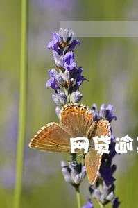 网贷逾期怎么会打丈夫的电话 网贷逾期怎么会打丈夫的电话