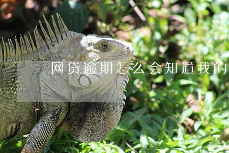 网贷逾期怎么会知道我的新地址 网贷逾期怎么会知道我的新地址