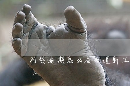 网贷逾期怎么会知道新工作单位 网贷逾期怎么会知道新工作单位