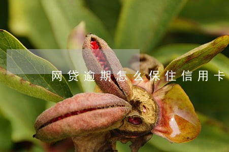 网贷逾期怎么保住信用卡 网贷逾期怎么保住信用卡