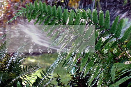 网贷逾期怎么停止催收 网贷逾期怎么停止催收
