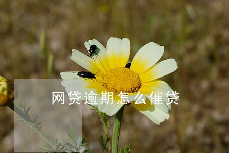 网贷逾期怎么催贷 网贷逾期怎么催贷