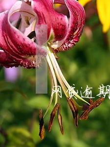网贷逾期怎么再贷个一万元