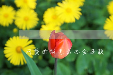 网贷逾期怎么办会还款 网贷逾期怎么办会还款