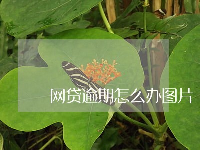 网贷逾期怎么办图片 网贷逾期怎么办图片