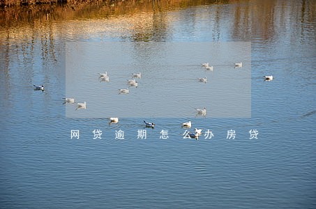 网贷逾期怎么办房贷 网贷逾期怎么办房贷