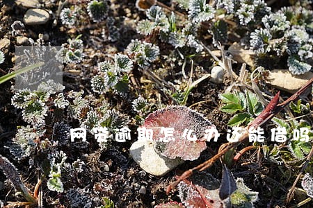 网贷逾期怎么办还能借吗 网贷逾期怎么办还能借吗