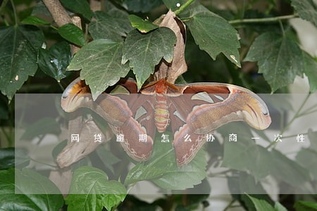 网贷逾期怎么协商一次性还本金