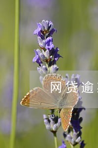 网贷逾期怎么协商重新分期