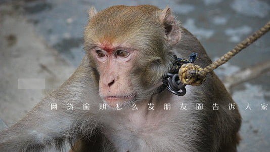 网贷逾期怎么发朋友圈告诉大家 网贷逾期怎么发朋友圈告诉大家