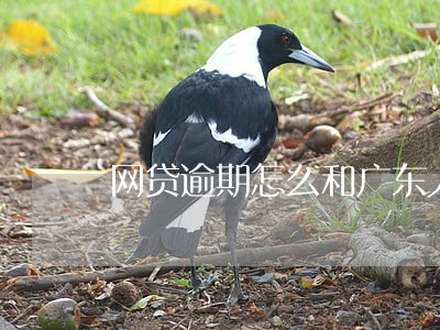 网贷逾期怎么和广东人说话 网贷逾期怎么和广东人说话