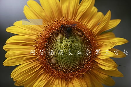 网贷逾期怎么和第三方处理 网贷逾期怎么和第三方处理