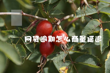 网贷逾期怎么商量延迟 网贷逾期怎么商量延迟
