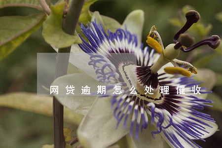网贷逾期怎么处理催收 网贷逾期怎么处理催收