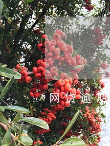 网贷逾期怎么弥补 网贷逾期怎么弥补
