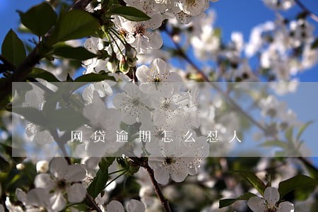 网贷逾期怎么怼人 网贷逾期怎么怼人