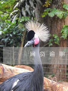 网贷逾期怎么手动消除 网贷逾期怎么手动消除