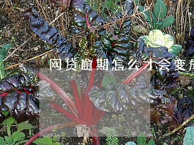 网贷逾期怎么才会变成呆账 网贷逾期怎么才会变成呆账