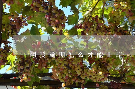 网贷逾期怎么才能上岸 网贷逾期怎么才能上岸