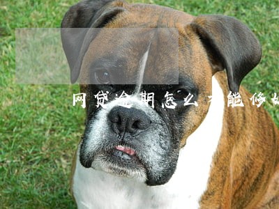 网贷逾期怎么才能修好 网贷逾期怎么才能修好