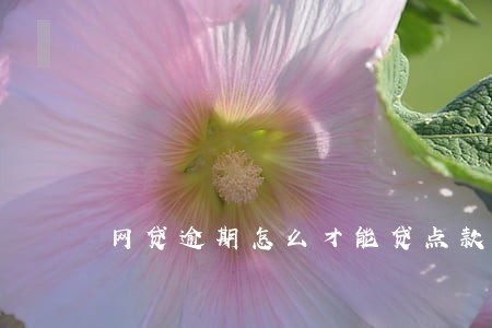 网贷逾期怎么才能贷点款 网贷逾期怎么才能贷点款