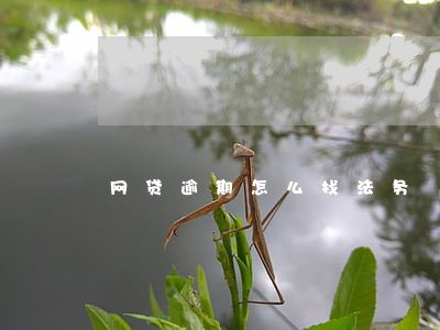 网贷逾期怎么找法务