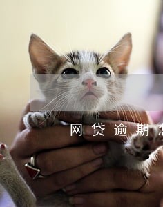 网贷逾期怎么找长辈 网贷逾期怎么找长辈