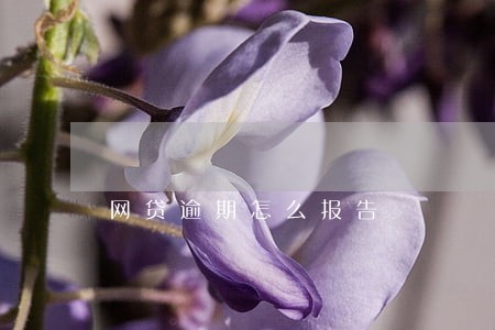 网贷逾期怎么报告 网贷逾期怎么报告