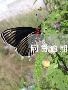 网贷逾期怎么查询个人信用 网贷逾期怎么查询个人信用