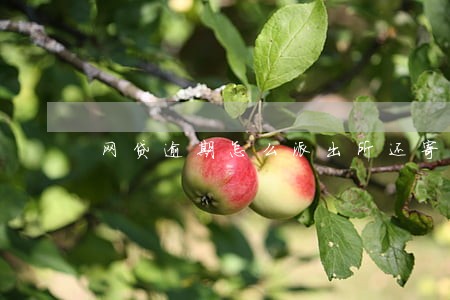 网贷逾期怎么派出所还寄邮件 网贷逾期怎么派出所还寄邮件