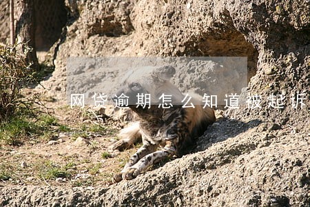 网贷逾期怎么知道被起诉 网贷逾期怎么知道被起诉