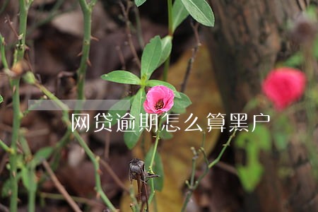 网贷逾期怎么算黑户 网贷逾期怎么算黑户