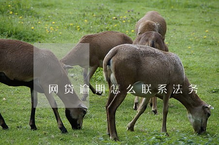 网贷逾期怎么联系法务 网贷逾期怎么联系法务