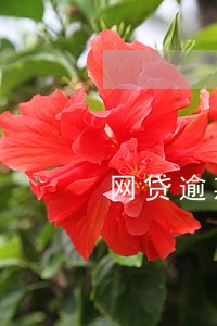 网贷逾期怎么补救 网贷逾期怎么补救