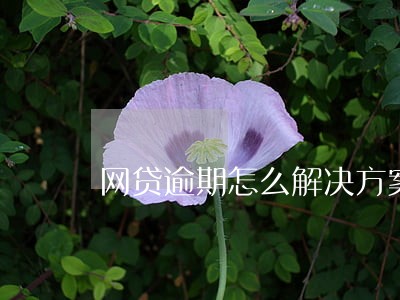 网贷逾期怎么解决方案 网贷逾期怎么解决方案